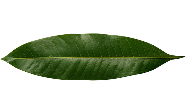 Green mango leaf with prominent veins and pointed tip