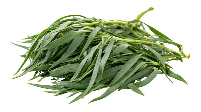 Fresh green tarragon herb bunch