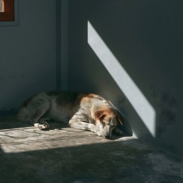 A dog sleeping peacefully on a concrete floor illuminated by a dramatic shaft of sunlight.