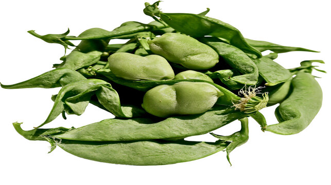 Fresh green broad beans in pods with leaves