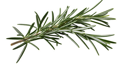 Fototapeta premium Fresh green rosemary sprig with needle-like leaves