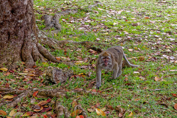 Mauritius Wildlife Macaque Family Feeding on Forest Floor © adfoto