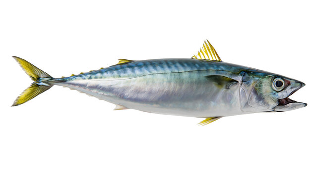 Fresh Atlantic Mackerel Fish with Yellow Fins