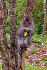 Mauritius Wildlife Macaque Family Feeding on Forest Floor © adfoto