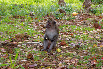 Mauritius Wildlife Macaque Family Feeding on Forest Floor © adfoto