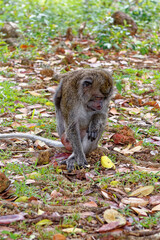 Mauritius Wildlife Macaque Family Feeding on Forest Floor © adfoto