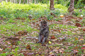 Mauritius Wildlife Macaque Family Feeding on Forest Floor © adfoto