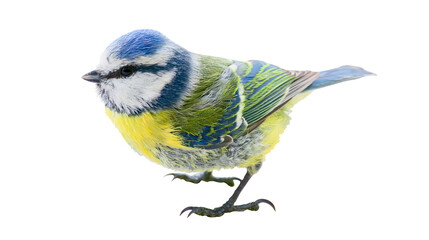 Blue Tit bird with yellow breast and blue head © Isolde