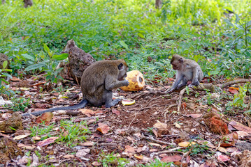 Mauritius Wildlife Macaque Family Feeding on Forest Floor © adfoto
