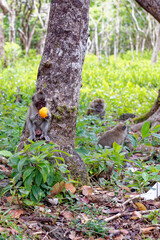 Mauritius Wildlife Macaque Family Feeding on Forest Floor © adfoto