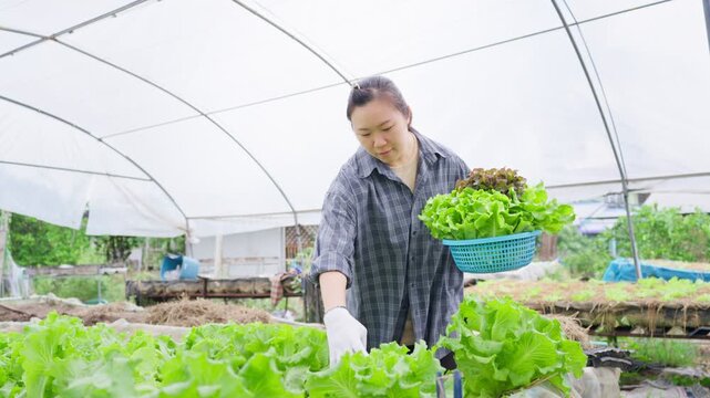 Asian female farmer inspecting fresh lettuce harvest inside greenhouse while holding basket of organic vegetables for sustainable agriculture and healthy food production