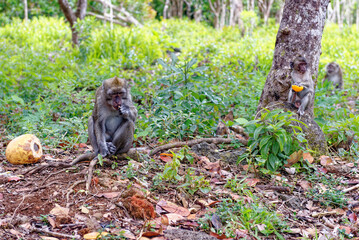 Mauritius Wildlife Macaque Family Feeding on Forest Floor © adfoto
