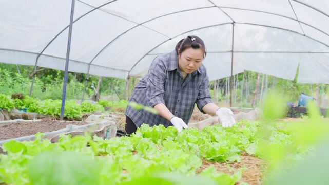 Asian female farmer inspecting fresh lettuce crop inside greenhouse for organic farming and sustainable agriculture production