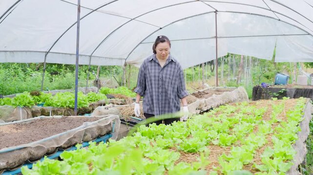 Asian female farmer inspecting fresh lettuce crop inside greenhouse for organic farming and sustainable agriculture production
