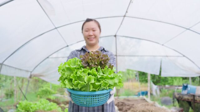 A smiling young female farmer holding a basket of fresh organic lettuce in a greenhouse, showcasing sustainable agriculture, farm-to-table lifestyle, and healthy vegetable produce for the market.