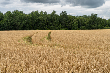 Fototapeta premium Tractor tracks leading through a ripe wheat field with forest in the background under cloudy summer sky.