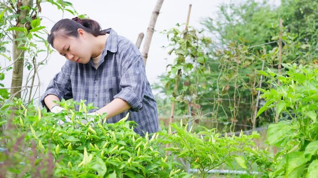 Asian female farmer using shears to harvest fresh green chili peppers in organic garden