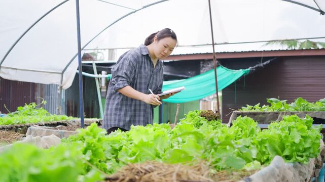 Young Asian female farmer using digital tablet to inspect organic lettuce growth in greenhouse, smart farming technology concept