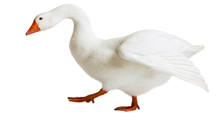 White goose with orange beak and feet walking © Isolde