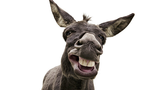 Funny donkey with wide open mouth and teeth showing