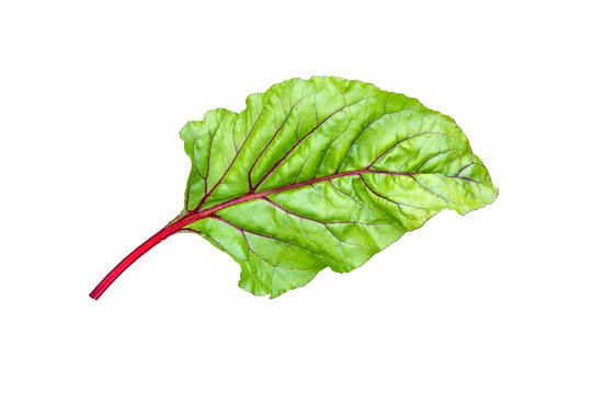 Beet, beetroot leaves isolated on white. Beet leaf.