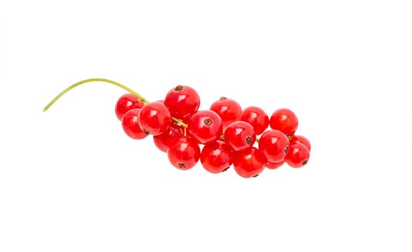 Red currant close-up on white in studio