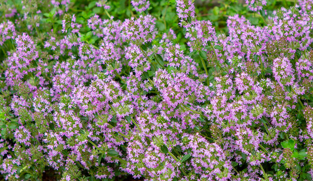 Thyme blooms in the garden. Bush of purple thyme flowers.