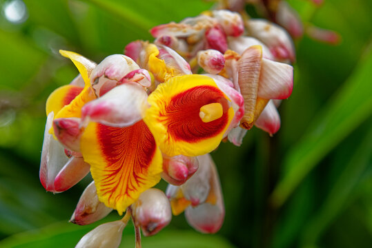Shell Ginger Alpinia Zerumbet Tropical Flower in Mauritius
