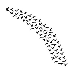 Obraz premium Large flock of birds flying in formation against white background