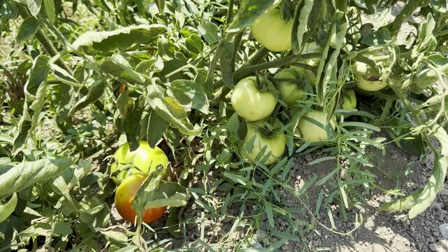 Close-up shot of tomatoes growing in a garden bed. A field planted with tomatoes and other vegetables.