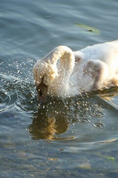 Baby swan swim and making splash on the lake with many drops, waterbirds background
