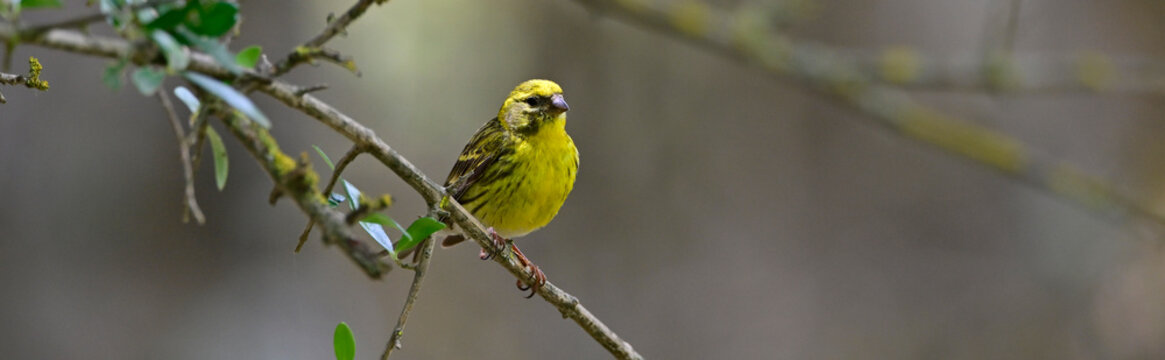 Girlitz // European serin (Serinus serinus)
