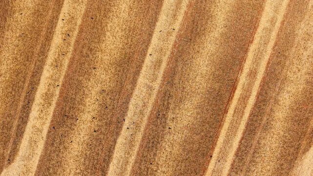 Drone view crop stubble. Harvested farmland with parallel straw rows creating abstract agricultural texture ready for plowing and next cultivation. Sustainable farming background for field management