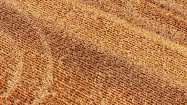 Harvested wheat field with tractor tracks. Aerial stubble texture across agricultural farmland after grain harvest with intersecting machinery tire marks. Precision farming background for agribusiness