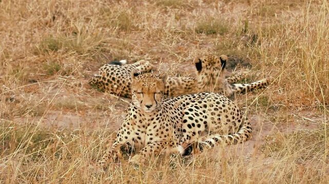 African cheetah family resting in dry savanna grass, wild cheetahs camouflaged in golden meadow, majestic spotted cats in natural safari habitat
