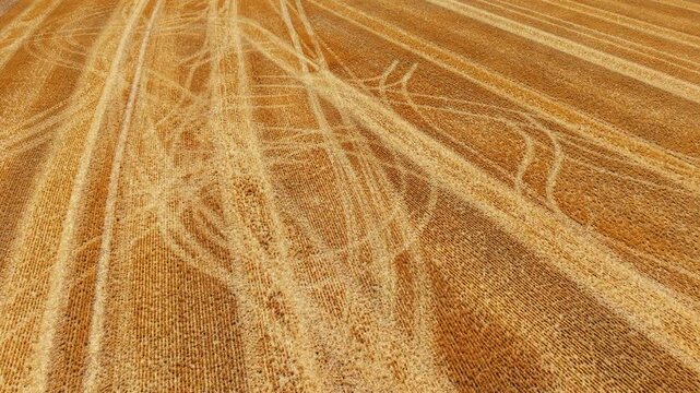 Drone view wheat stubble pattern. Post harvest field with combine and tractor tracks across cultivated cropland creating geometric agricultural texture. Farm management background for mechanized