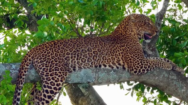 African leopard resting on a tree branch, wild leopard camouflaged in green jungle foliage, majestic spotted cat in natural safari habitat