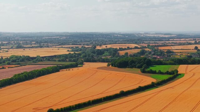 Golden crop fields aerial landscape. Curving tractor tracks across ripening wheat, green woodland borders and expansive agricultural valley beneath soft clouds. Scenic harvest season farmland with