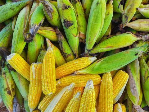 Fresh sweet corn cobs stacked with green husks and packaged yellow corns at local street market, raw agricultural crop harvest background