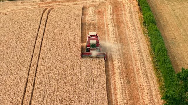 Agricultural combine harvesting barley from above. Dry cereal field with harvested strips, dust cloud, green hedgerow and precision farming during harvest season. Rural grain production across