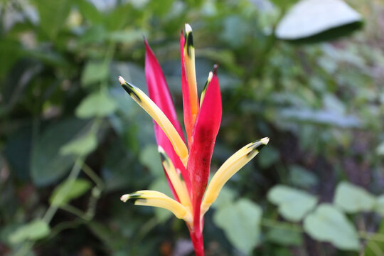 Exotic Heliconia psittacorum flower (Parrot's Beak) featuring striking red bracts and yellow blossoms with dark tips. Selective focus vertical close-up in a natural tropical garden