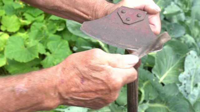 hands sharpening a garden hoe using a sharpening stone. The scene is set in a lush vegetable garden, emphasizing the importance of tool maintenance for effective gardening.