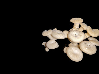 extreme close up of a cluster of mushrooms against a dark background © Riza faryunanda