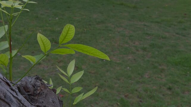 Young Plant Growth A close-up of a young sapling with vibrant green leaves emerges from the foreground, with a soft-focus grassy background creating a sense of growth and nature.
