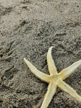 Yellow starfish lying on a sandy beach. 