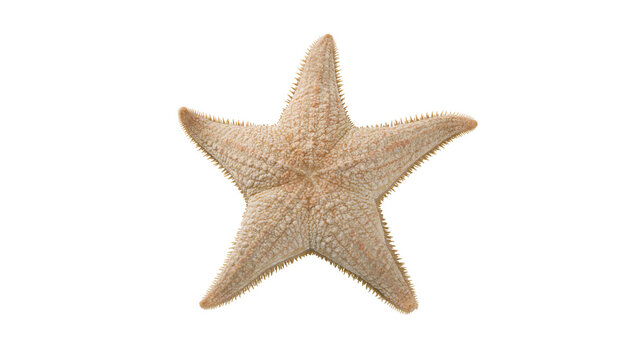 Starfish marine echinoderm with five arms