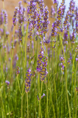 Obraz premium Lavender flowers blooming in Cappadocia. Wellness, aromatherapy and sustainable lifestyle concept.