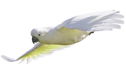 Sulphur-crested cockatoo in flight with yellow wing undersides © Elowen