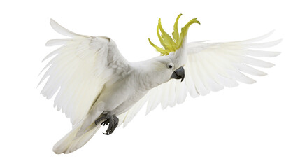 White cockatoo bird with yellow crest flying with wings spread © Elowen