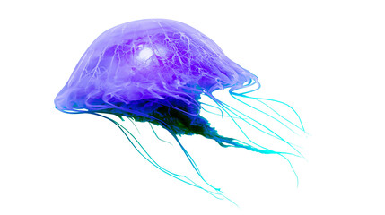Purple and blue jellyfish with long tentacles © Elowen